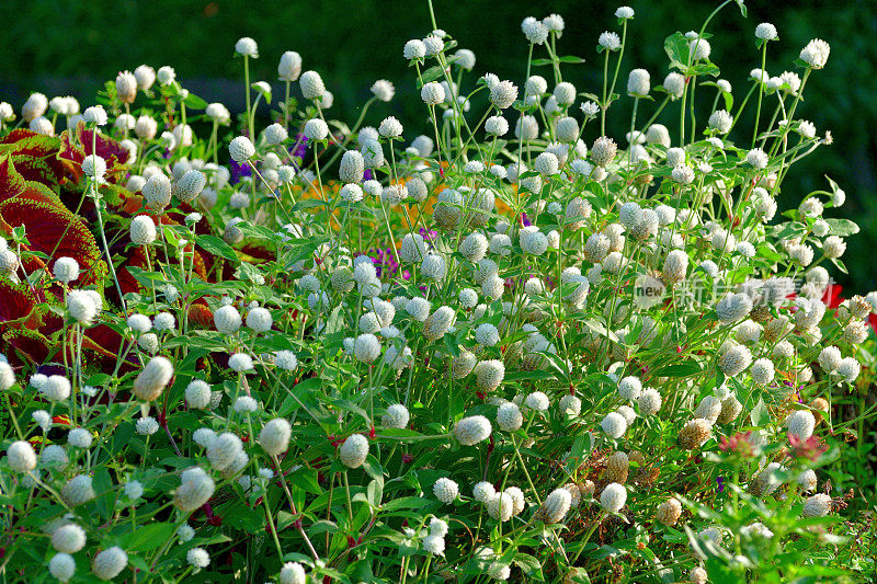 Gomphrena globbosa /全球苋菜花